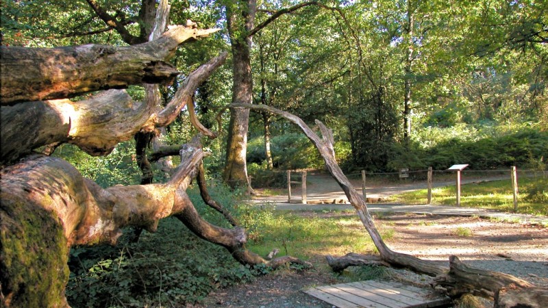 Bosque_de_Orgi_Turismo_Navarra